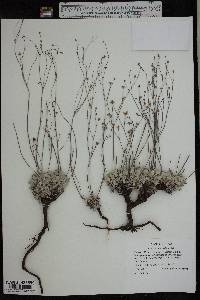 Eriogonum tenellum image