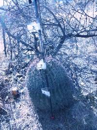 Ferocactus wislizeni image