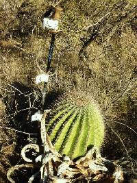 Ferocactus wislizeni image