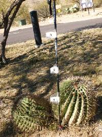 Ferocactus wislizeni image