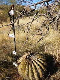 Ferocactus wislizeni image