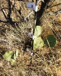 Opuntia engelmannii image