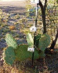 Opuntia engelmannii image