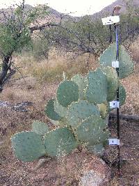 Opuntia engelmannii image
