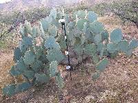 Opuntia engelmannii image
