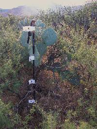 Opuntia engelmannii image