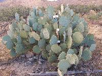 Opuntia engelmannii image