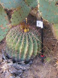 Ferocactus wislizeni image