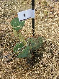 Opuntia engelmannii image