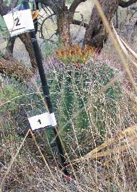 Ferocactus wislizeni image