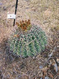 Ferocactus wislizeni image