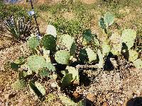 Opuntia engelmannii image