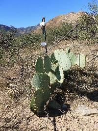 Opuntia engelmannii image