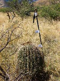 Ferocactus wislizeni image