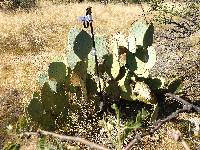 Opuntia engelmannii image