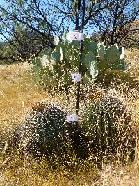 Ferocactus wislizeni image