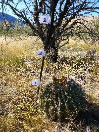 Ferocactus wislizeni image