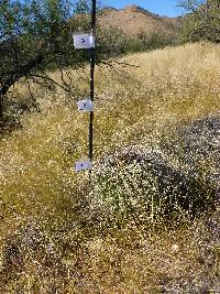 Ferocactus wislizeni image