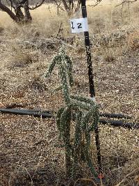 Cylindropuntia spinosior image