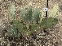 Opuntia engelmannii image