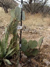 Opuntia engelmannii image