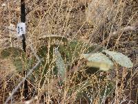 Opuntia engelmannii image