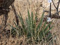 Agave palmeri image