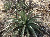 Agave palmeri image