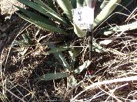 Agave palmeri image