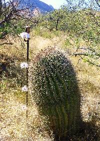 Ferocactus wislizeni image