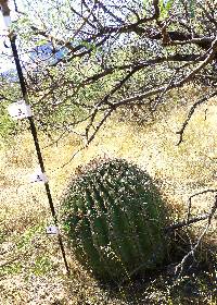 Ferocactus wislizeni image