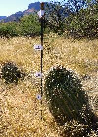 Ferocactus wislizeni image