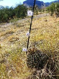 Ferocactus wislizeni image