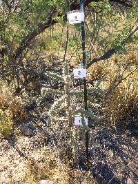 Cylindropuntia spinosior image