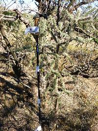 Cylindropuntia spinosior image