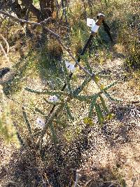 Cylindropuntia spinosior image