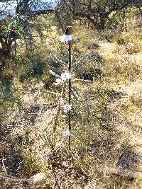 Cylindropuntia spinosior image