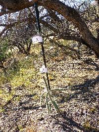 Cylindropuntia spinosior image