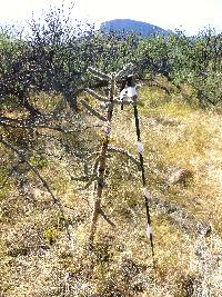 Cylindropuntia spinosior image