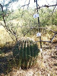 Ferocactus wislizeni image