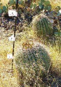 Ferocactus wislizeni image