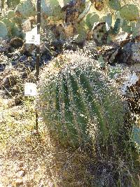 Ferocactus wislizeni image