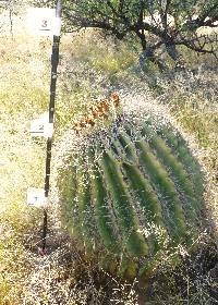 Ferocactus wislizeni image