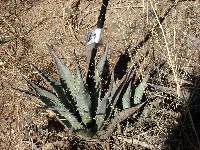 Agave palmeri image