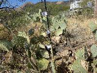 Opuntia engelmannii image