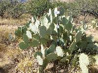 Opuntia engelmannii image