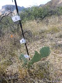 Opuntia engelmannii image