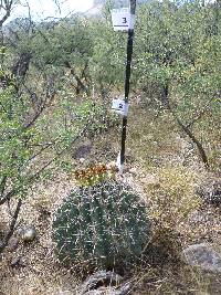 Ferocactus wislizeni image