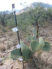 Opuntia engelmannii image