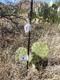 Opuntia engelmannii image